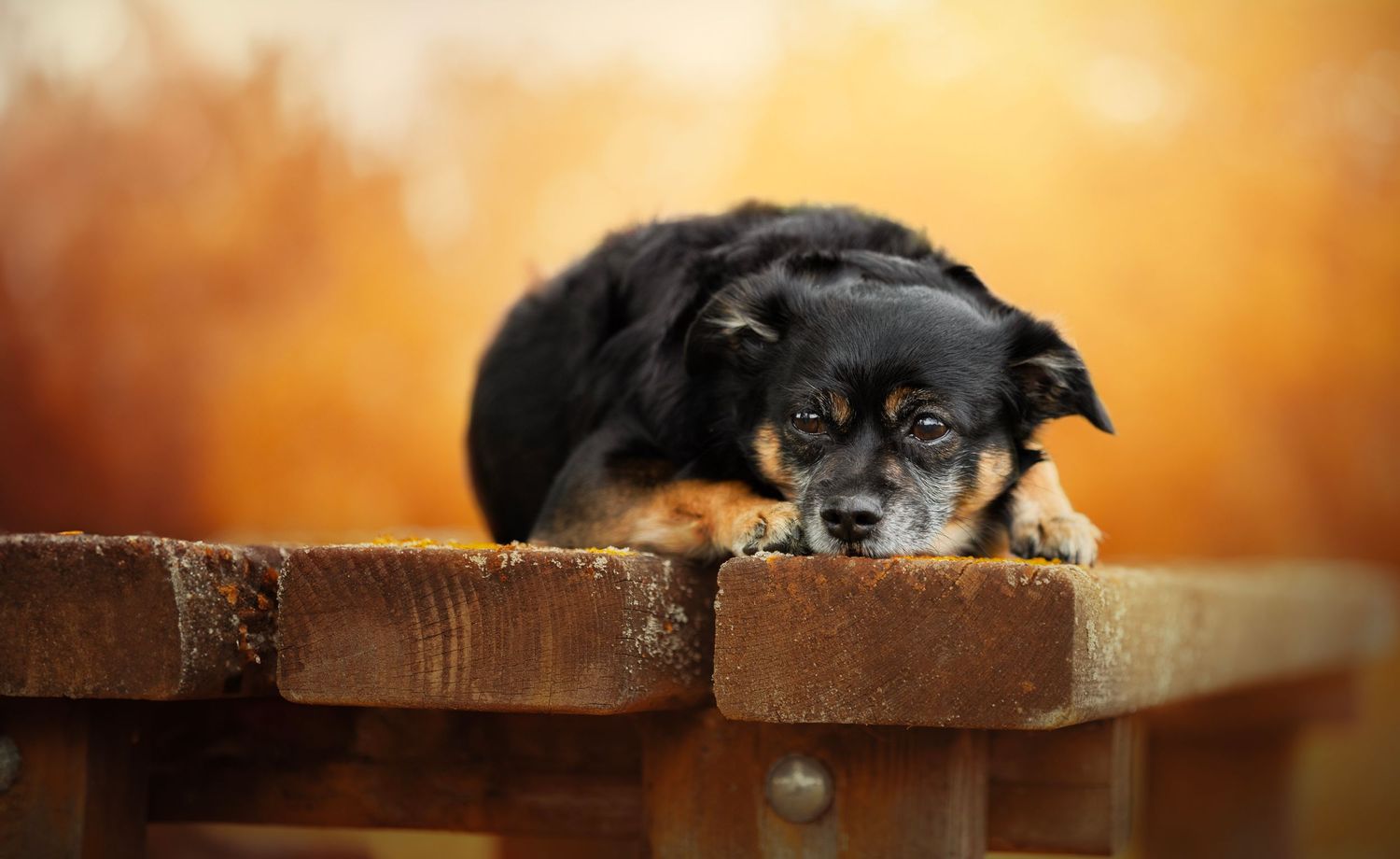 Chien coucher sur une table vers une foret, aux couleurs de l'automne