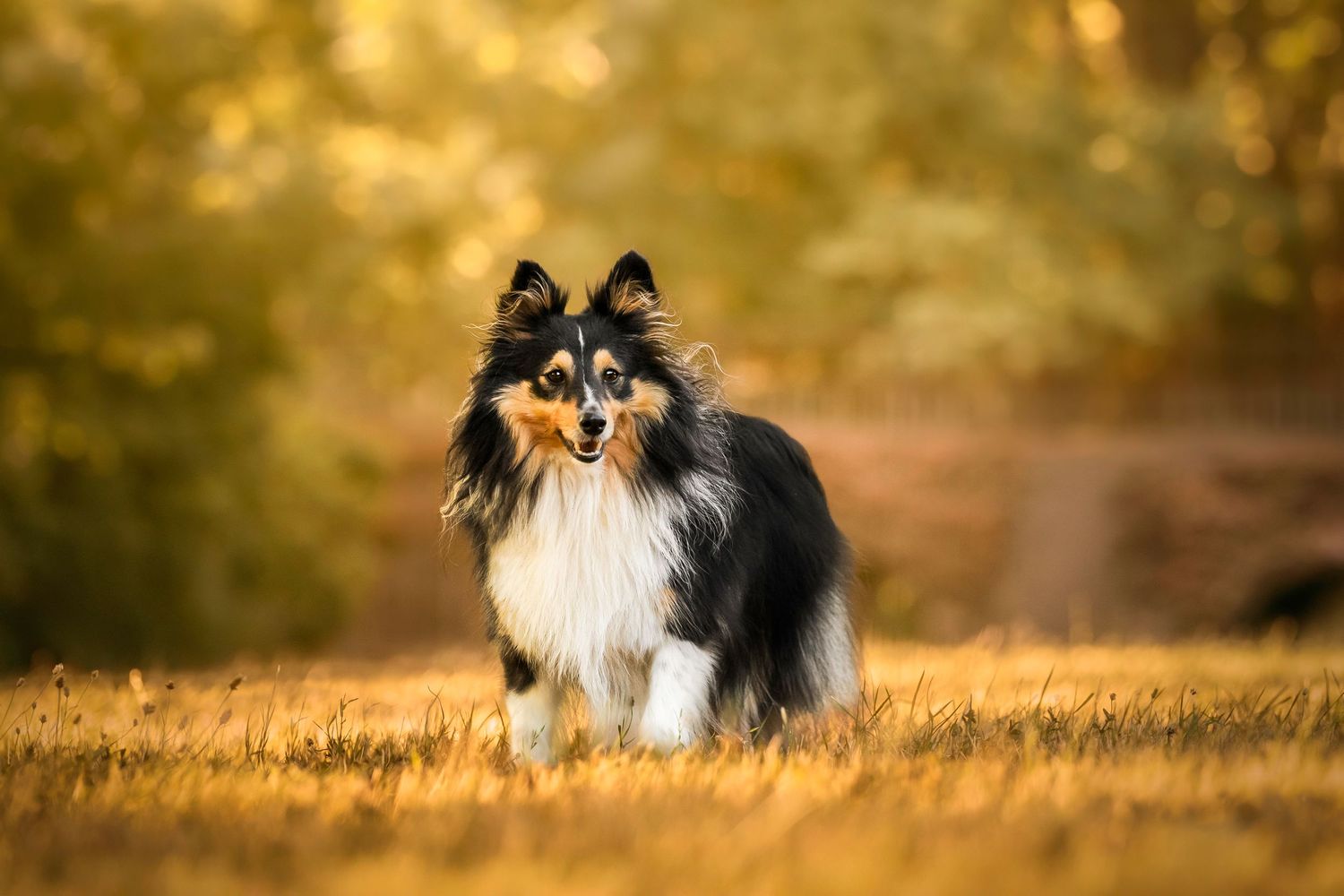 Chien debout dans l'herbe devant une forêt, lever du soleil