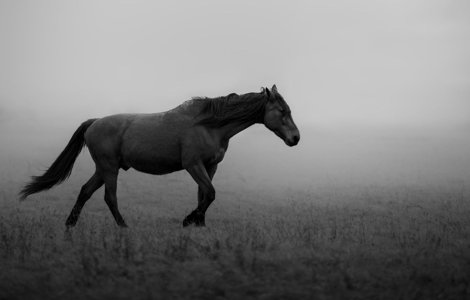 Cheval marchant dans la brume en noir et blanc la crinière au vent