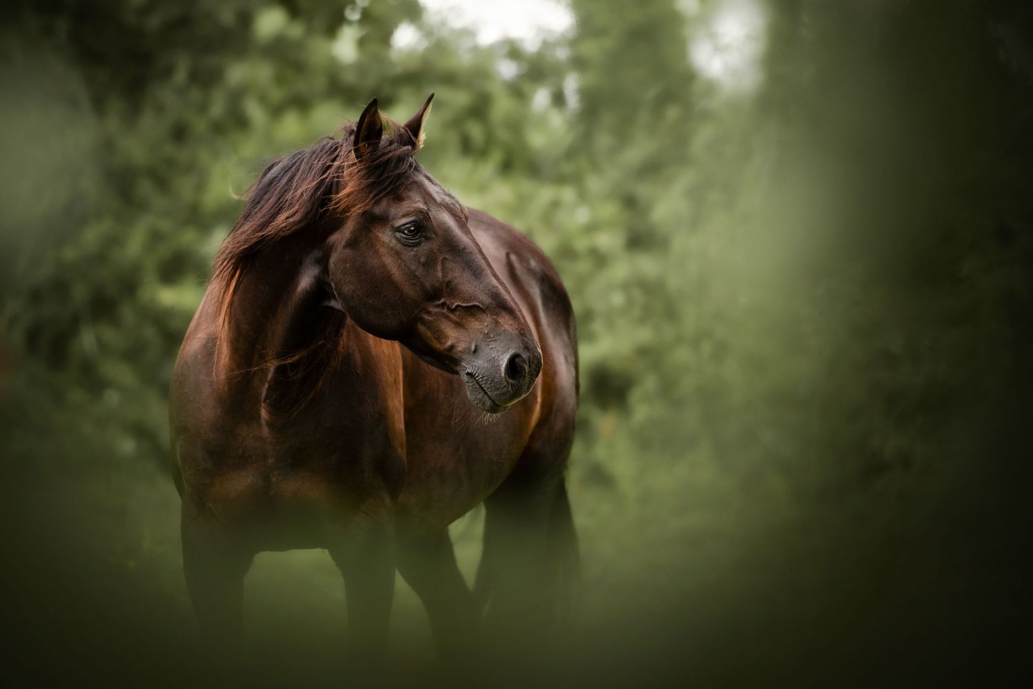 Cheval en forêt regardant vers la droite, ambiance mystérieuse avant plan flou