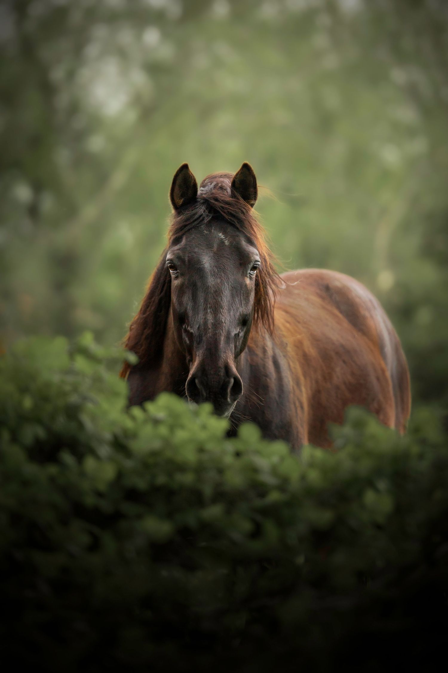 Cheval en forêt regardant vers la droite, ambiance mystérieuse avant plan flou