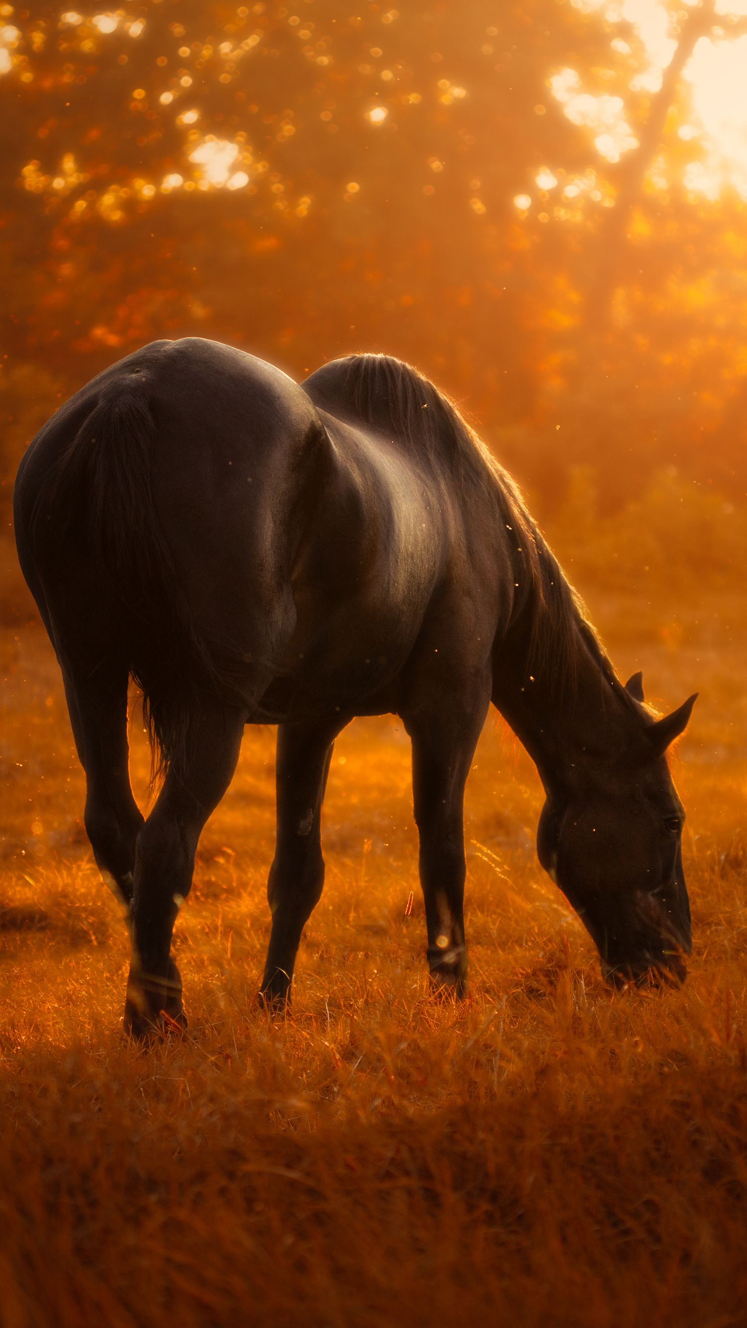 Cheval broutant au coucher du soleil