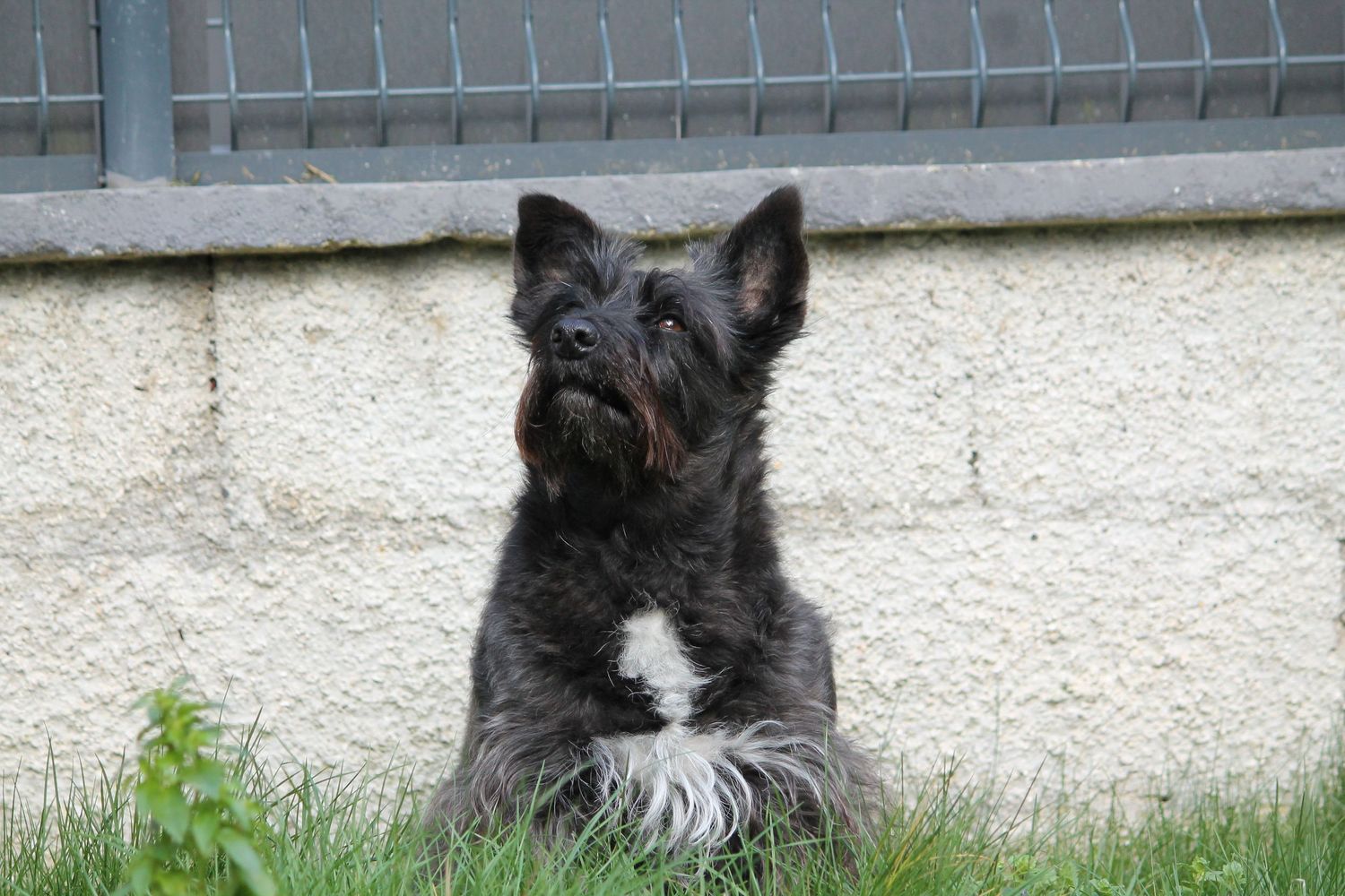 Chien assis dans l'herbe devant un mur, regard tourné vers le ciel