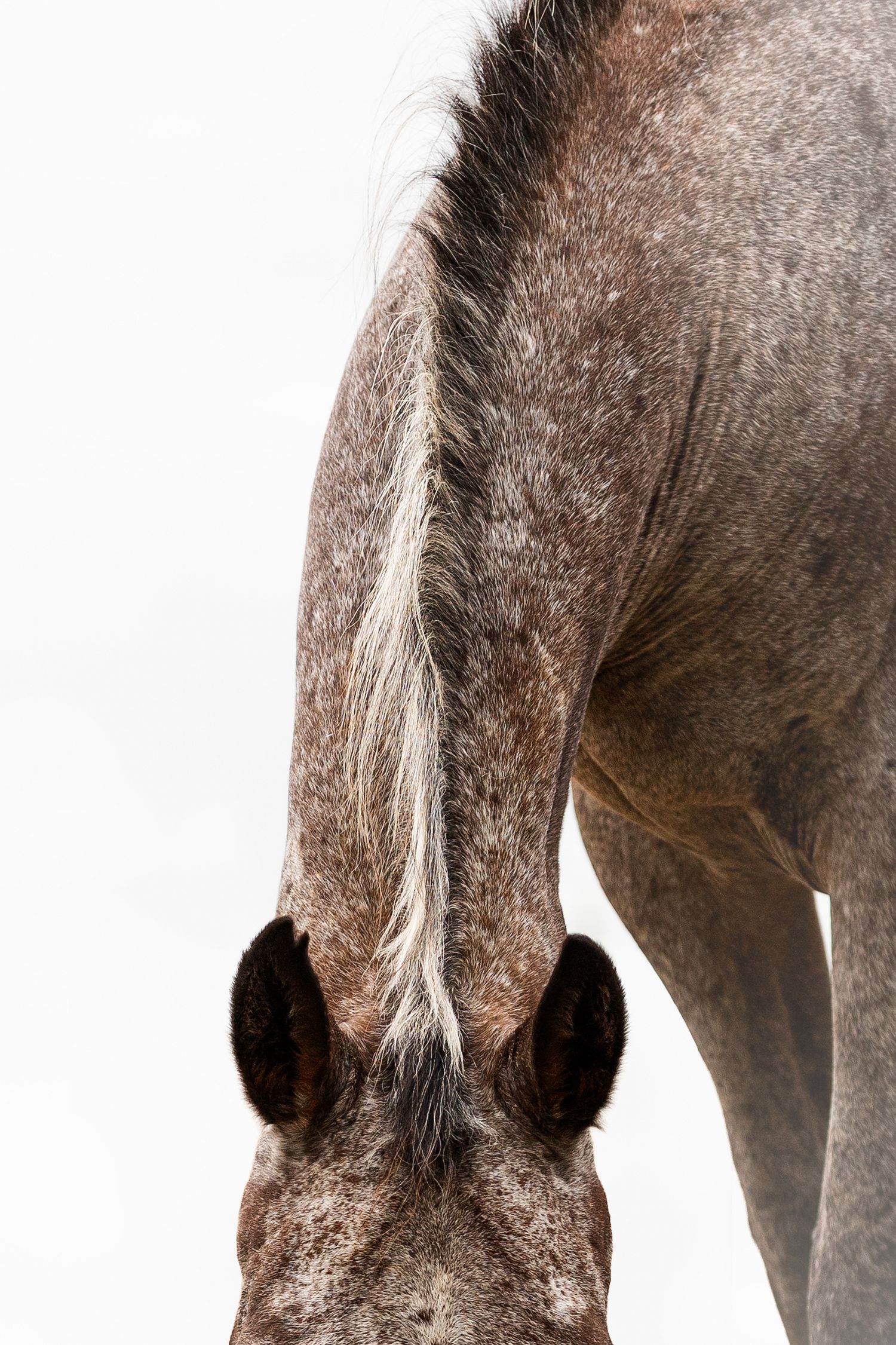 Photo détail de l'encolure d'un cheval appaloosa sur fond blanc