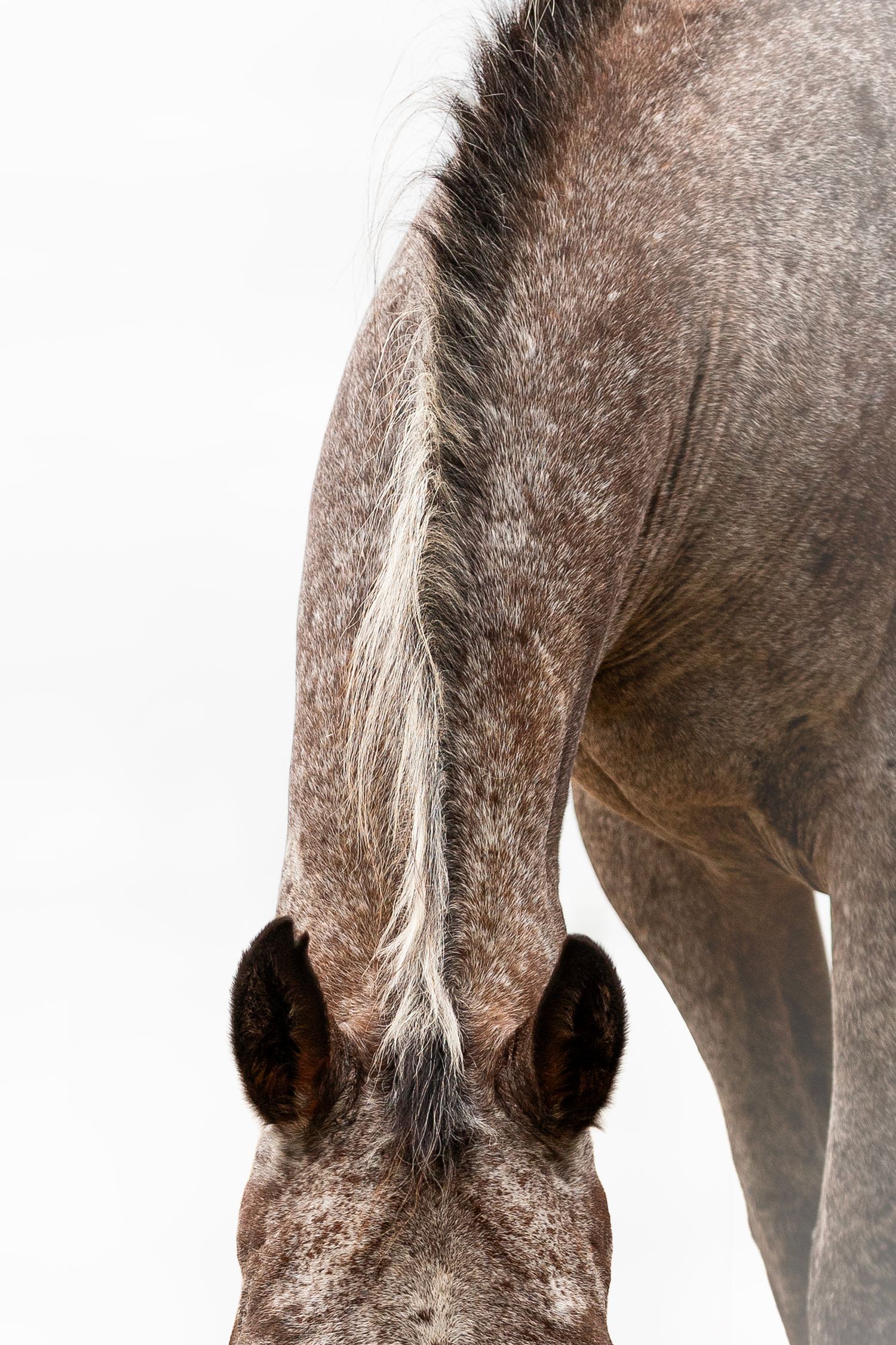Photo détail de l'encolure d'un cheval appaloosa sur fond blanc