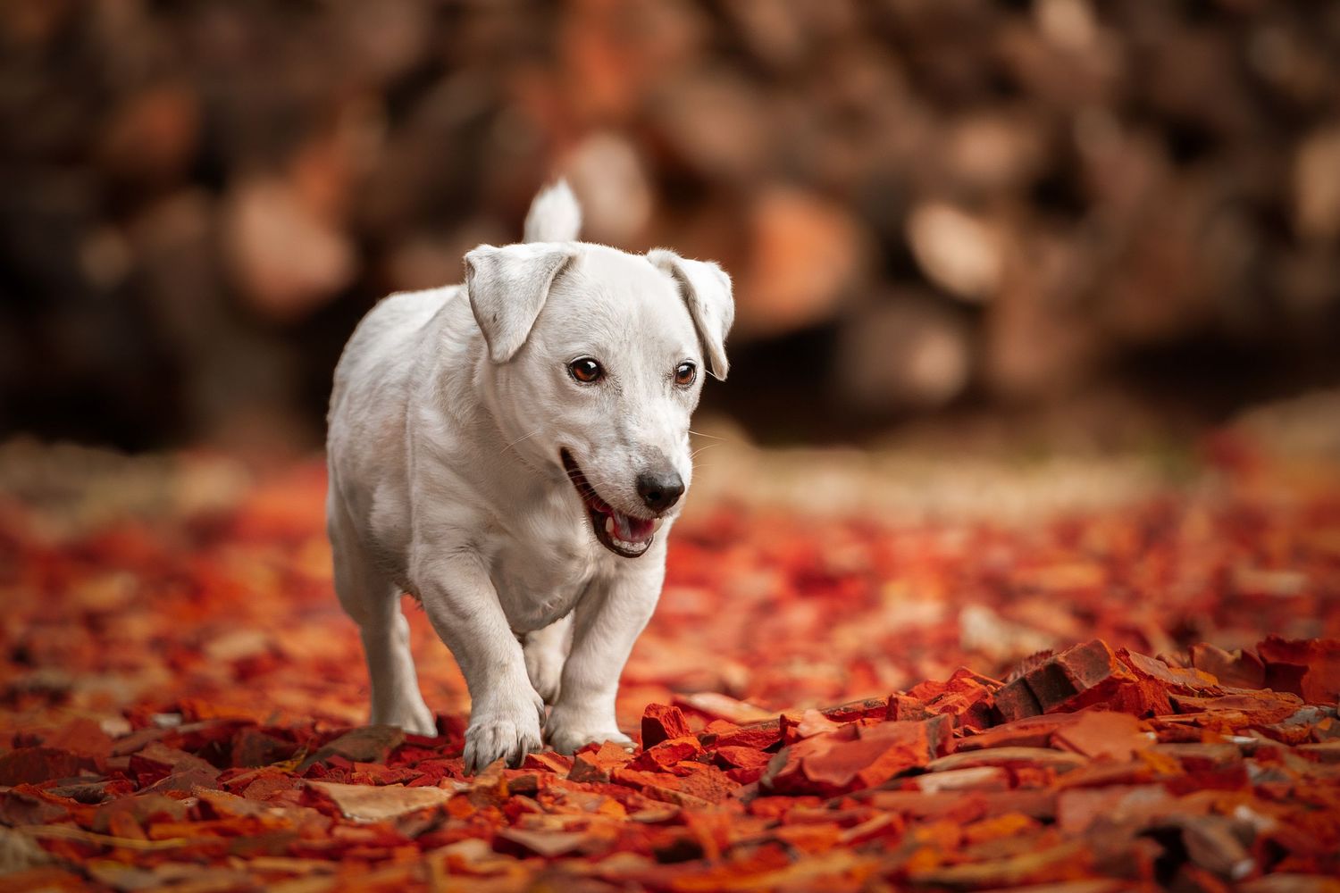 Chien marchant sur un sol de brique rouge devant un tas de bois