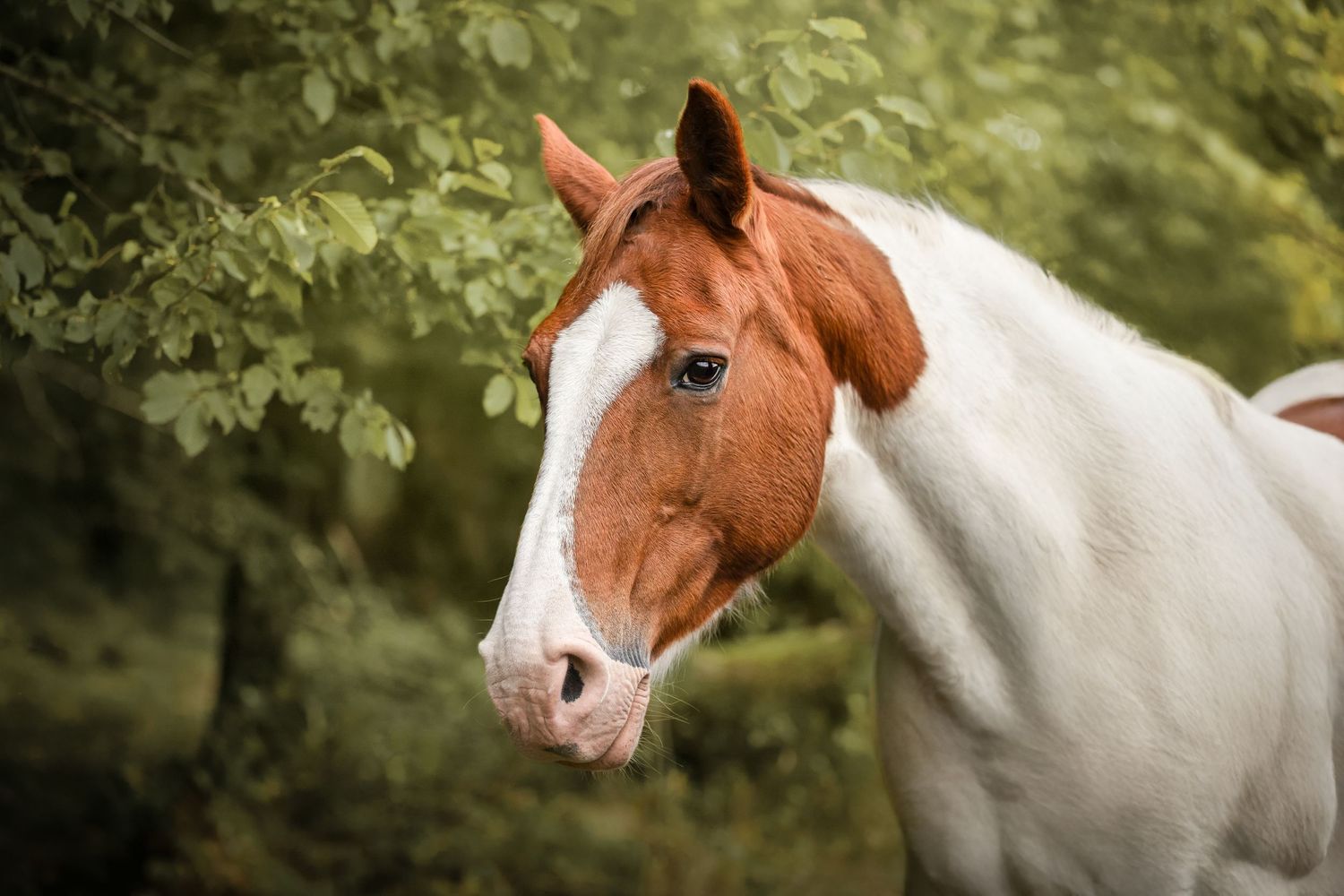 Cheval dans la foret