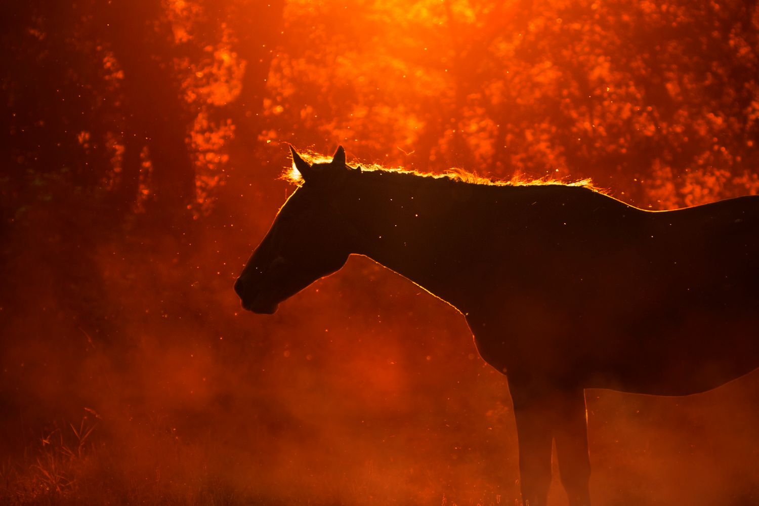Silhouette d'un cheval au coucher du soleil