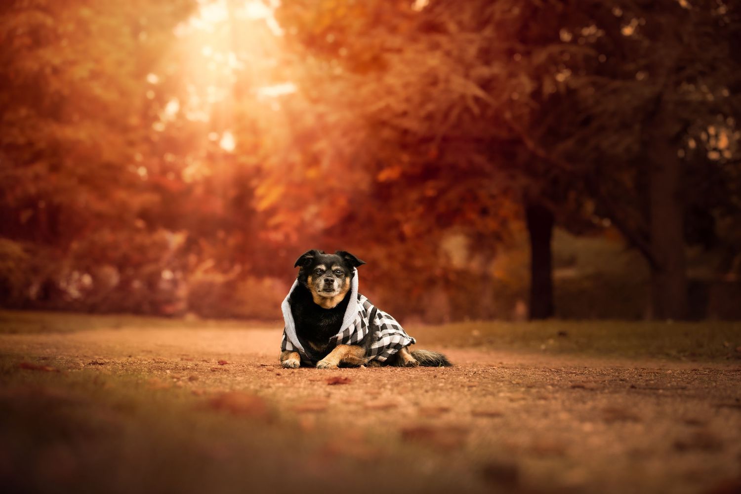 Chien couché sur le sol d’une forêt aux couleurs automnales, regard tourné vers l’objectif