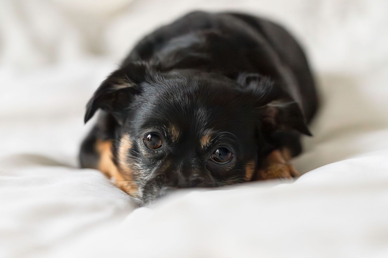 Chien couché sur un draps blanc et fond blanc