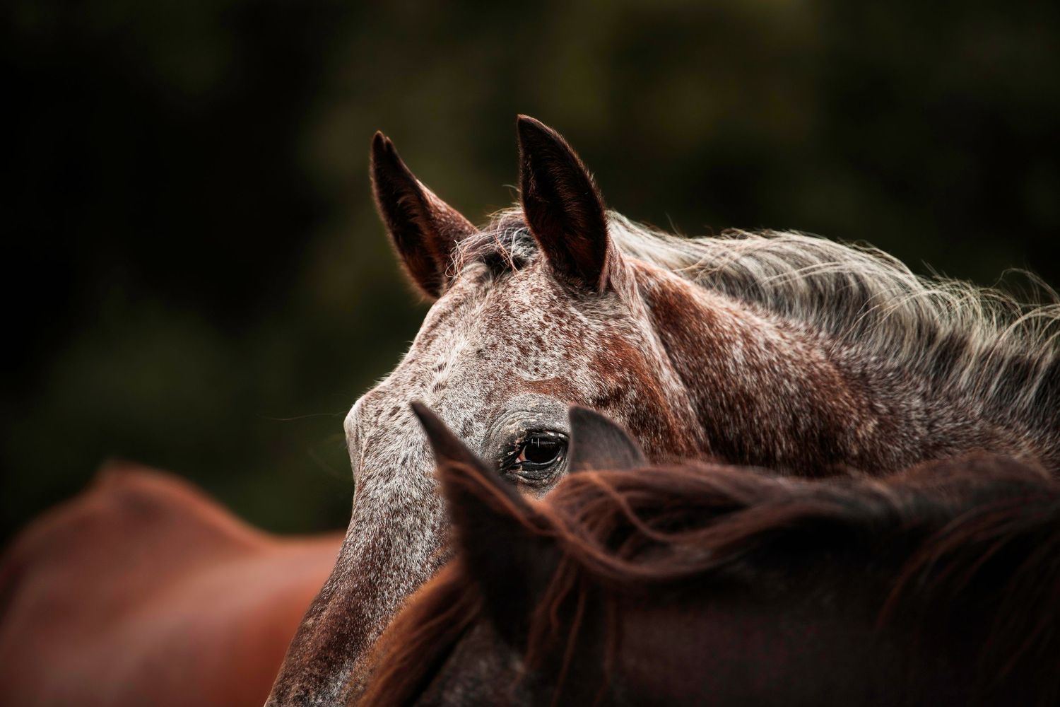Détail œil d'un cheval pile entre les oreilles d'un autre cheval