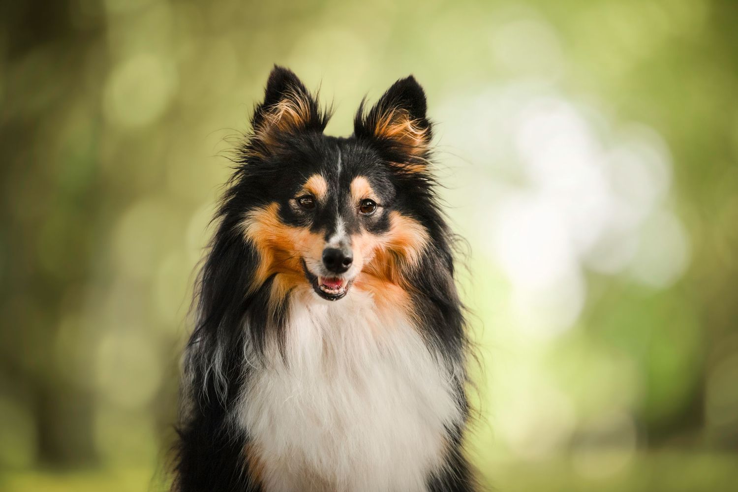 Portrait d'un chien regard vers l'objectif