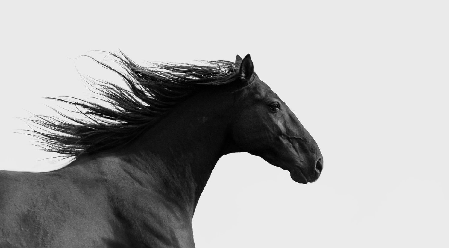 Cheval noir au galop la crinière au vent sur fond blanc