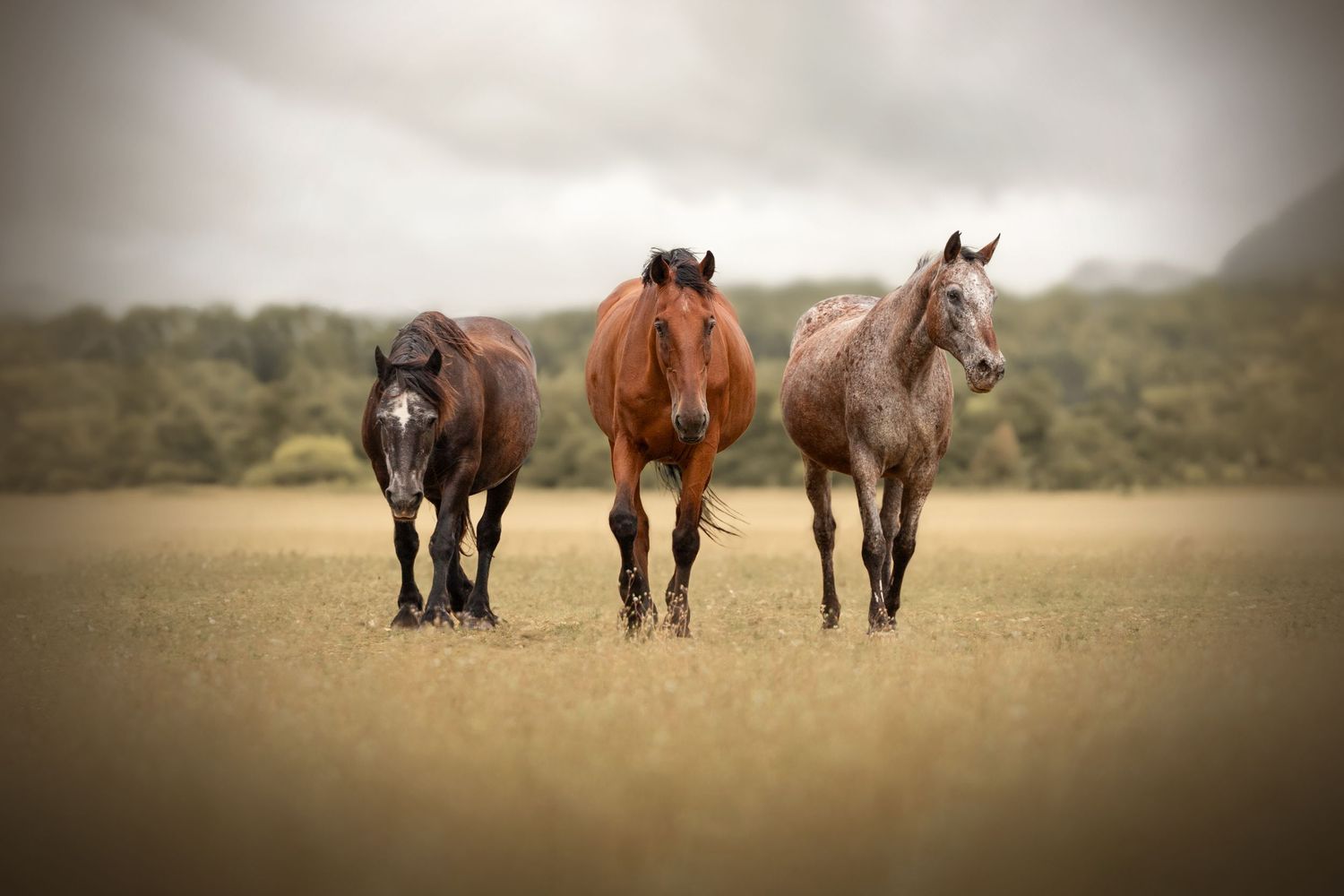 Trois chevaux marchant face à l'objectif dans une vallée