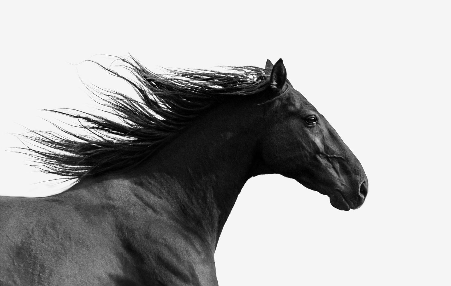 Cheval noir au galop sur fond blanc