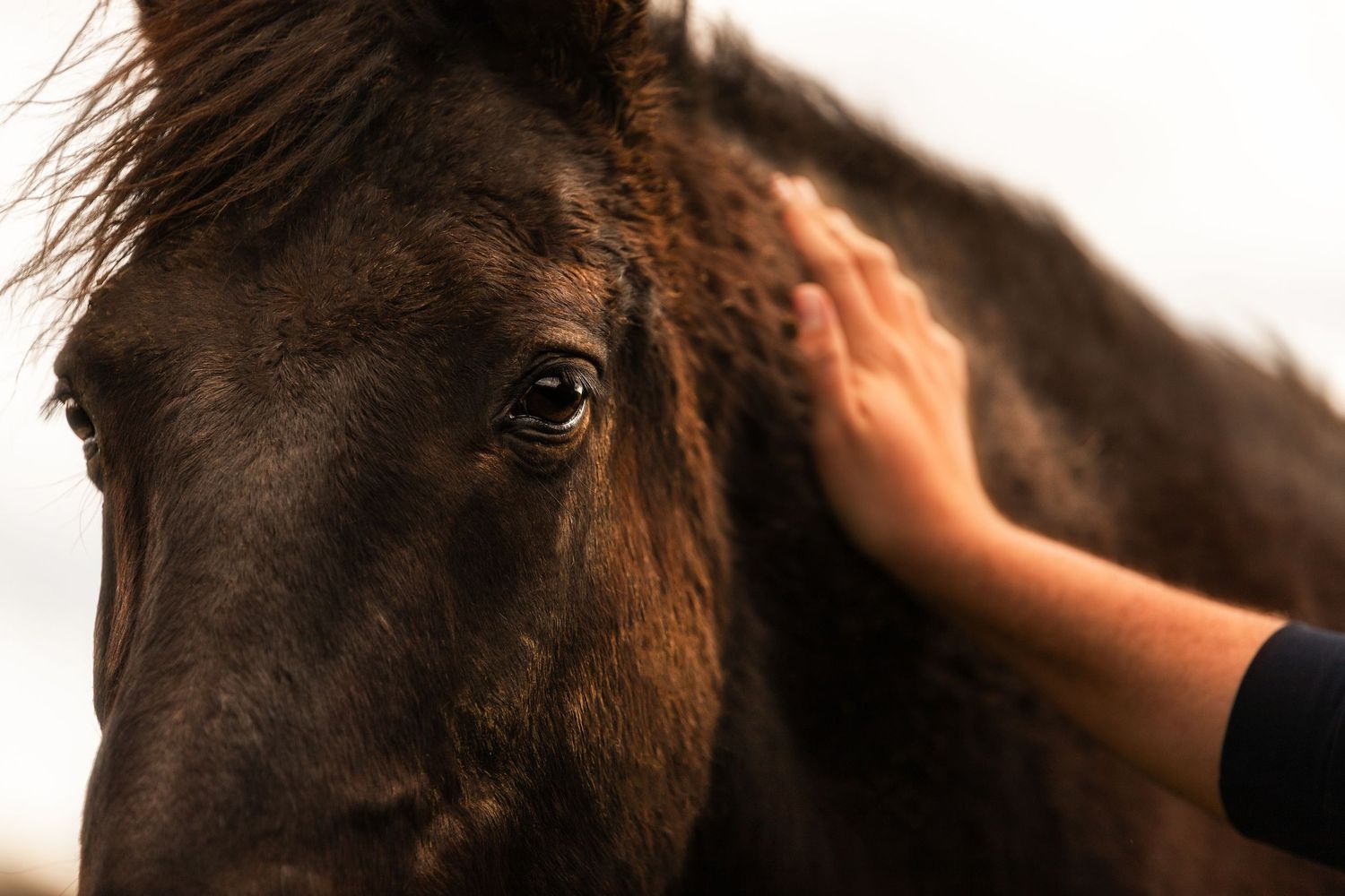 Gros plan d’un cheval et de son propriétaire, le propriétaire pose doucement sa main sur l'encolure du cheval