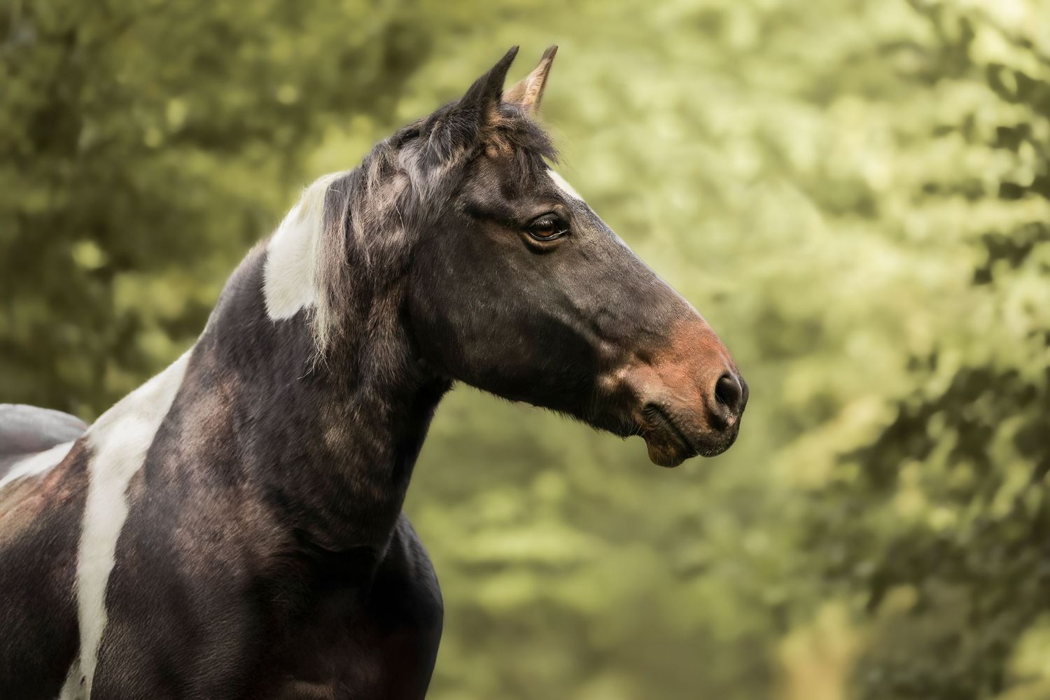 Cheval debout fièrement dans la foret