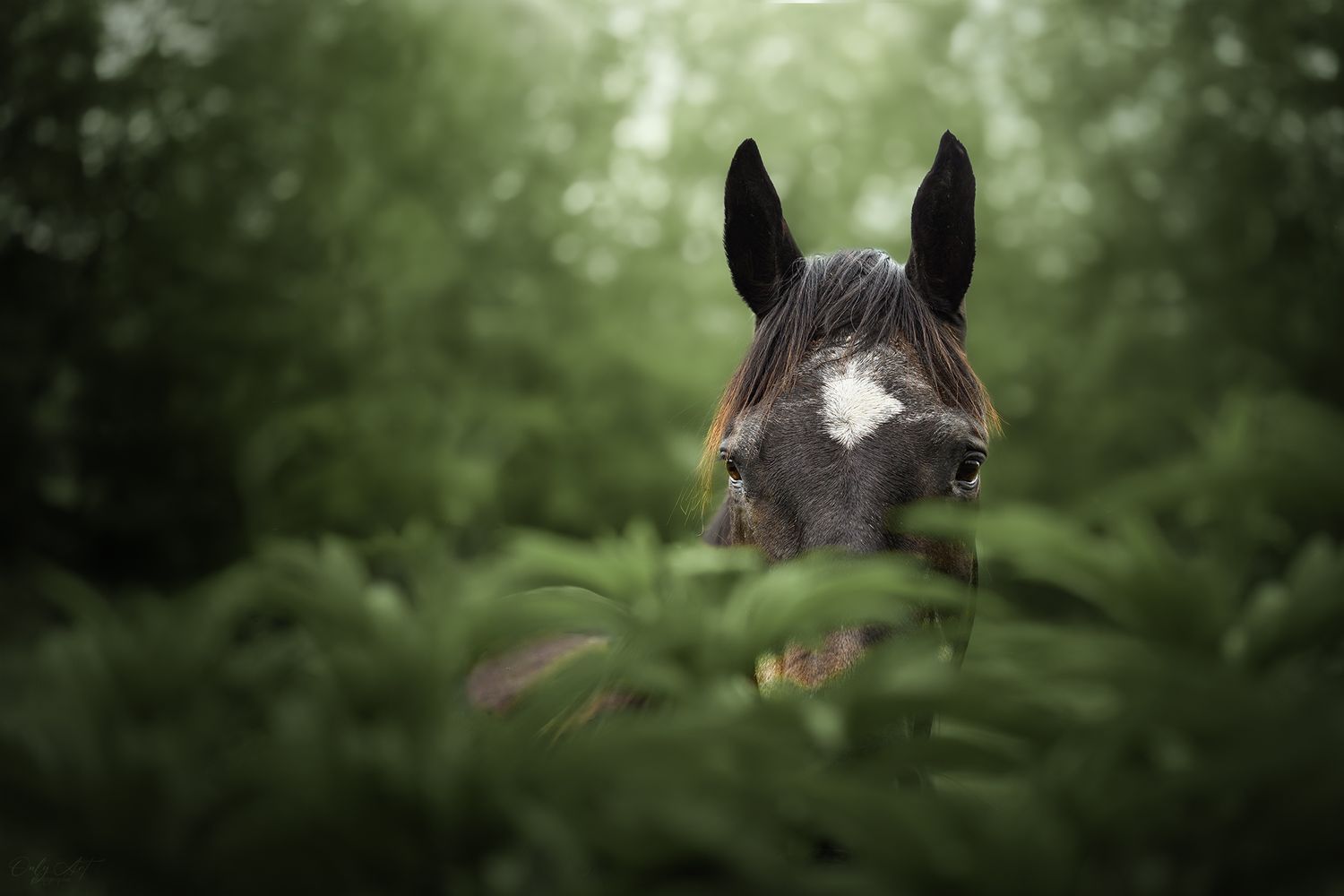 Cheval cacher dans la végétation ambiance mystérieuse