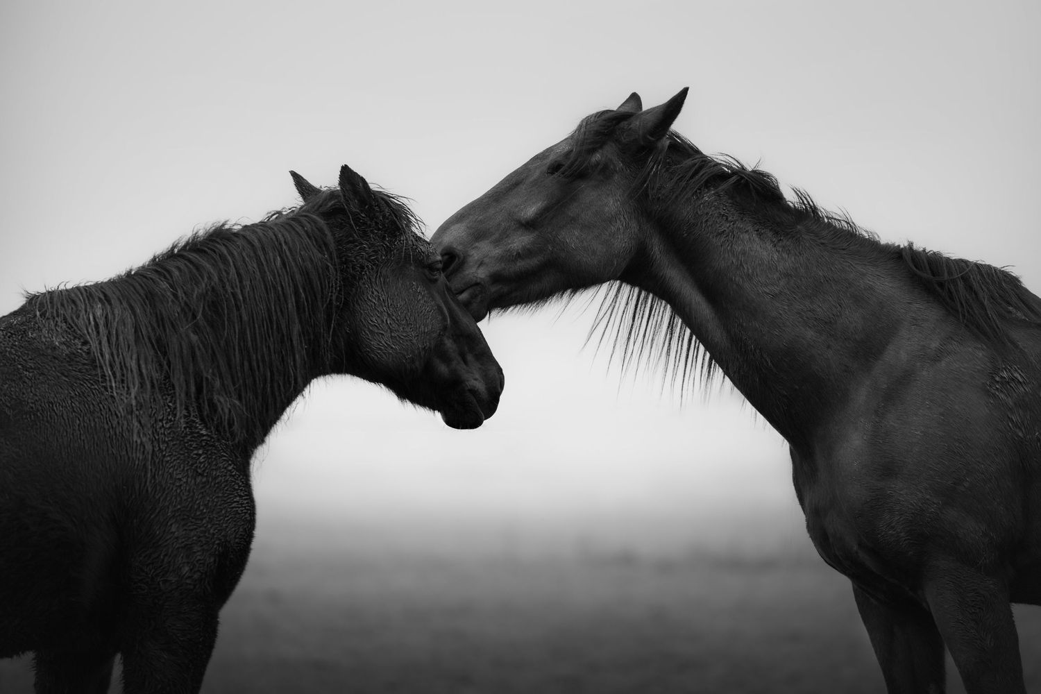 Moment de complicité entre deux chevaux en hiver avec de la brume