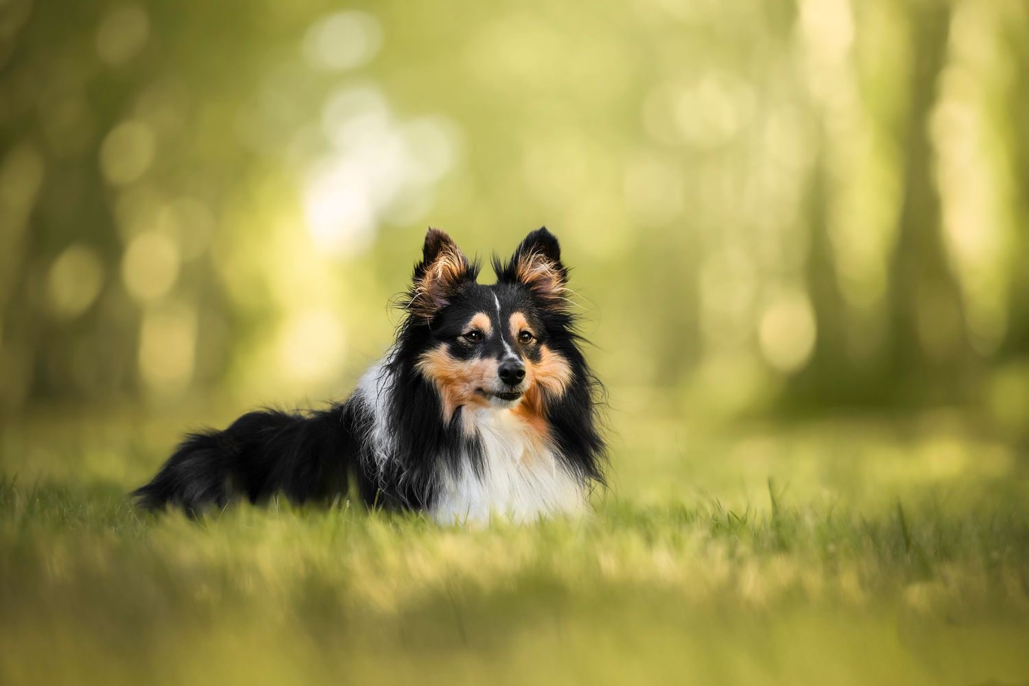 Chien coucher dans l'herbe dans une allée d'arbre aux couleurs de l'été