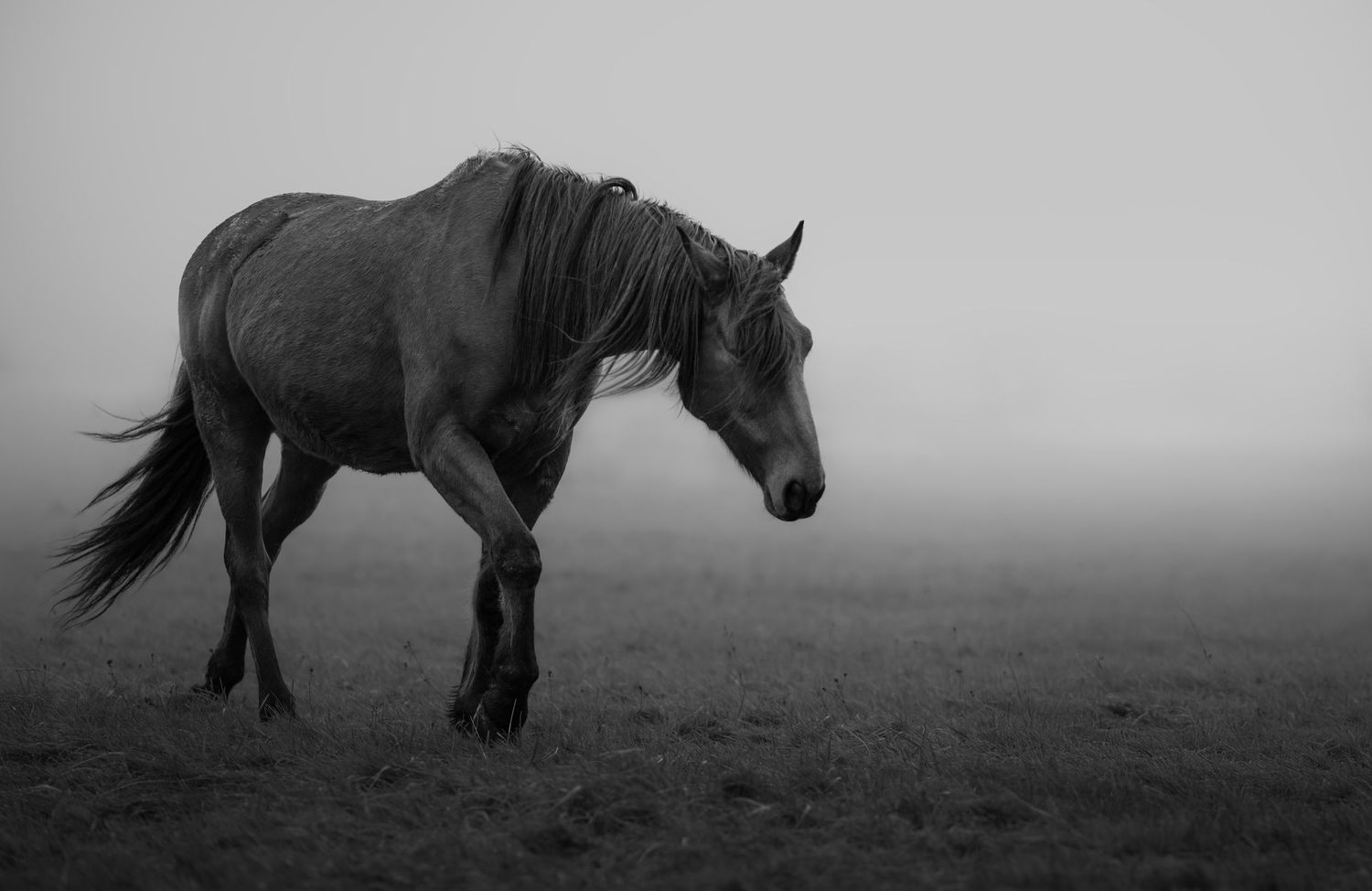 Cheval marchant dans la brume en noir et blanc la crinière au vent