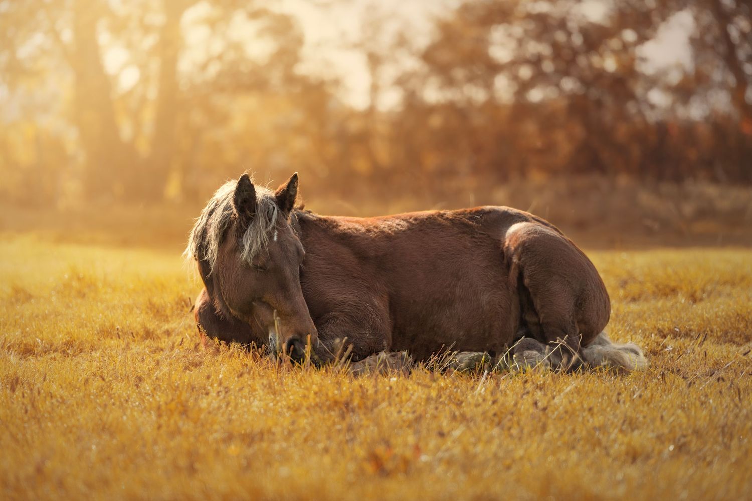 Cheval coucher dans l'herbe au lever du soleil, ambiance chaleureuse