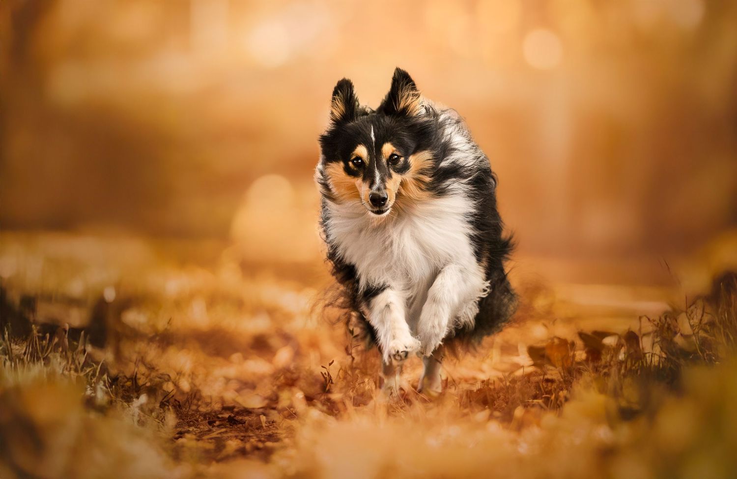 Chien courant dans les feuilles face à l'objectif aux couleurs de l'automne