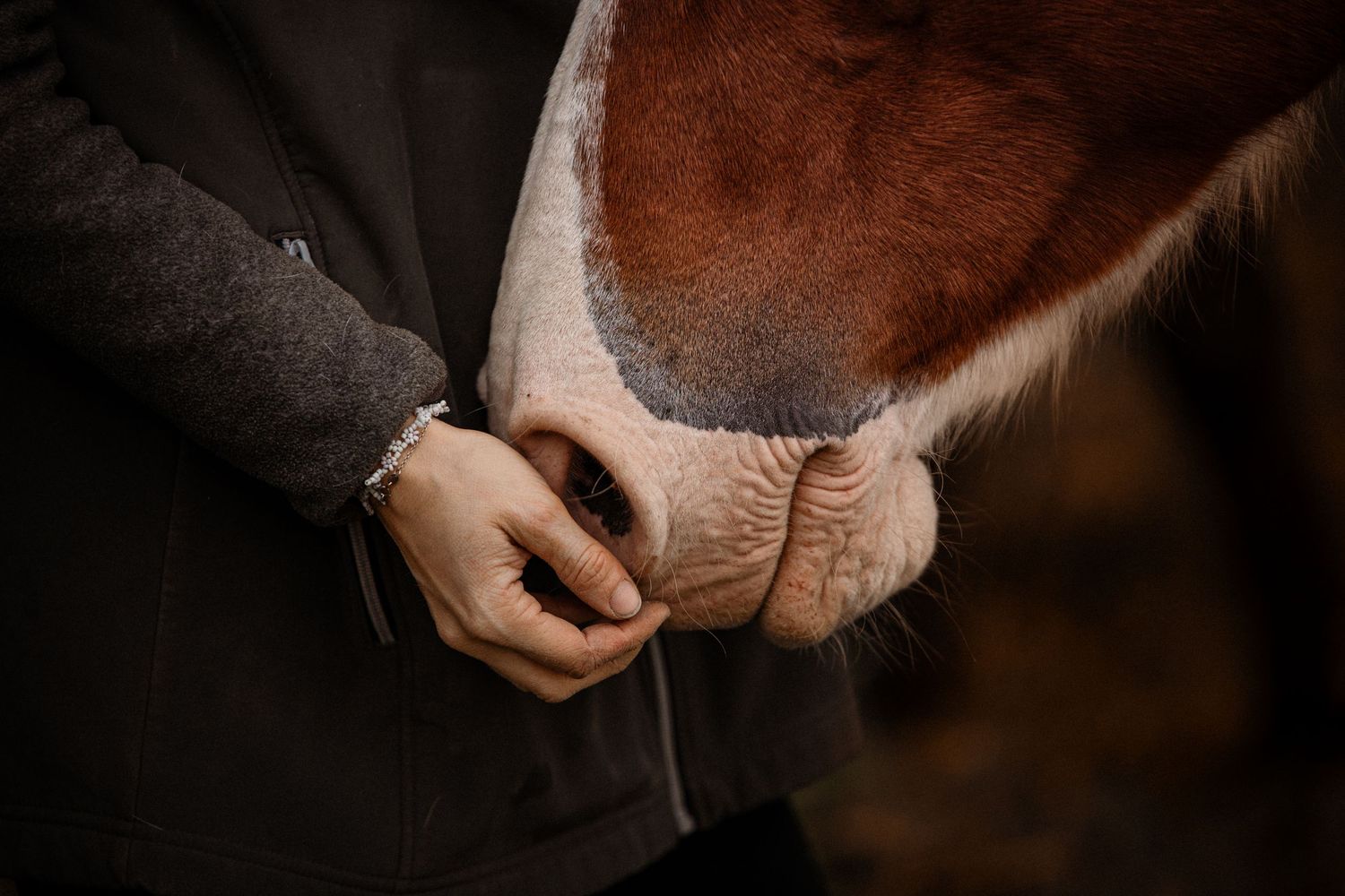 Gros plan d’un cheval et de son propriétaire, l’animal pose doucement son museau dans les mains de l’humain, ambiance douce et chaleureuse.