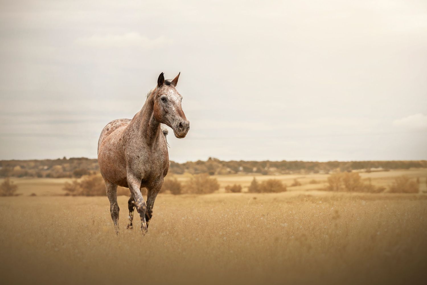 Cheval en liberté dans une vallée, se dirigeant vers la droite
