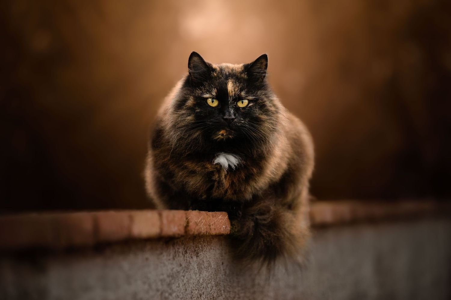 Chat couché sur un mur, fond aux couleurs automnale, regard tourner vers l'objectif
