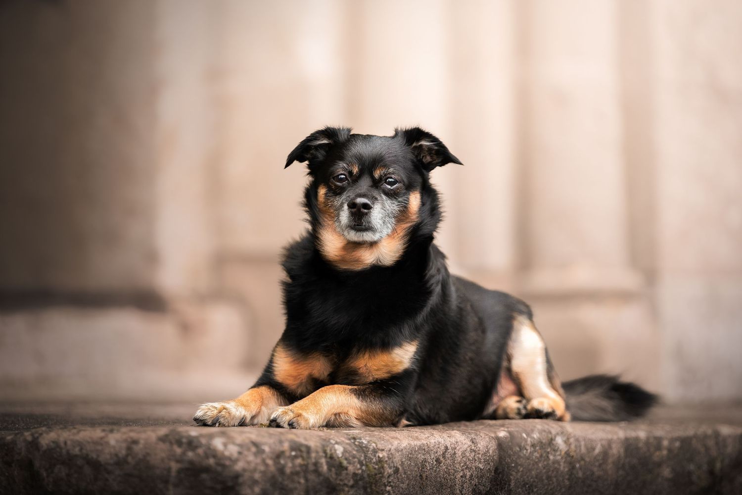Chien couché sur le sol devant un bâtiment, urbain
