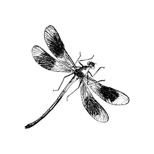 A row of black and white illustrated dragonflies in flight with delicate wing patterns and different poses.