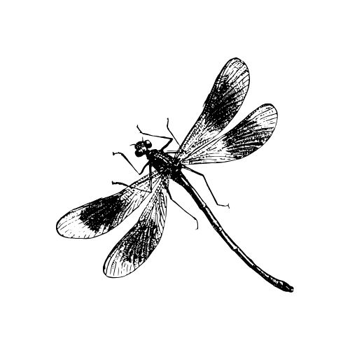 Black and white illustration of several dragonflies in flight with detailed wing patterns and graceful poses.