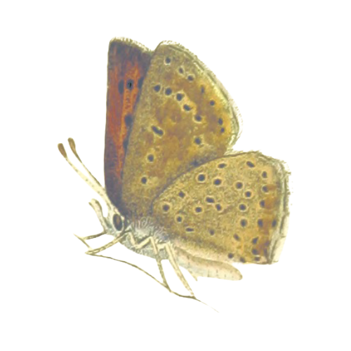 Six identical butterfly illustrations in muted brown and yellow tones show different perspectives and angles of the same species.