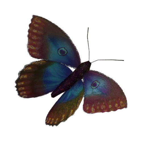Blue morpho butterfly shown in progressive stages of flight against a white background creating an artistic motion effect.