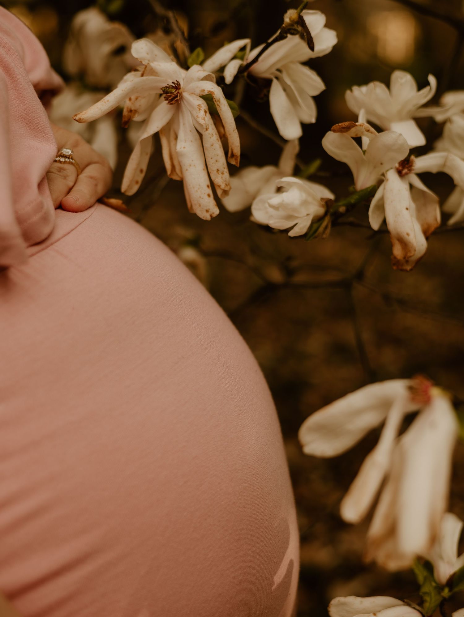 A pregnant belly in pink fabric shown beside delicate white star magnolia blooms in a warm sepia-toned photograph.