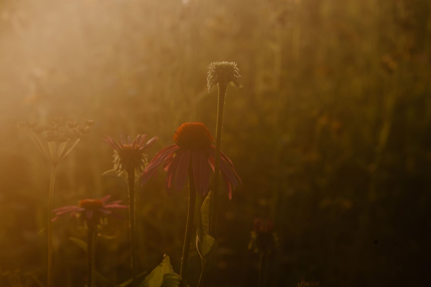 Red flowers silhouetted against a warm golden sunlit background in a dreamy, atmospheric garden setting.