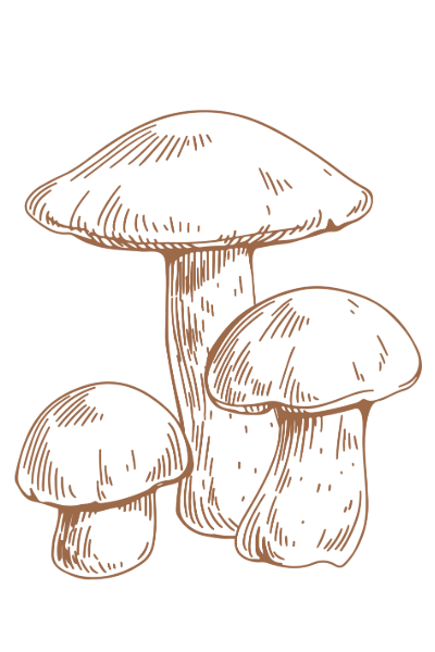 Hand drawn vintage illustration of three mushrooms with different sized caps in sepia brown ink style.