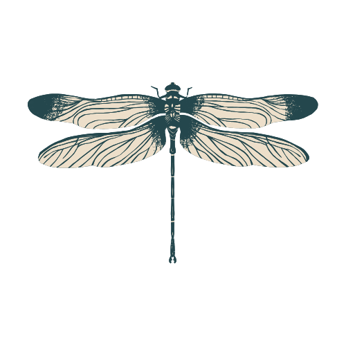 Vintage illustrations of various dragonfly species showcase intricate wing patterns in a minimalist natural history style.
