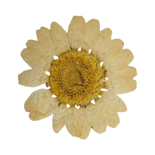 Four pressed and dried white daisy flowers arranged in a row showing various stages of preservation.