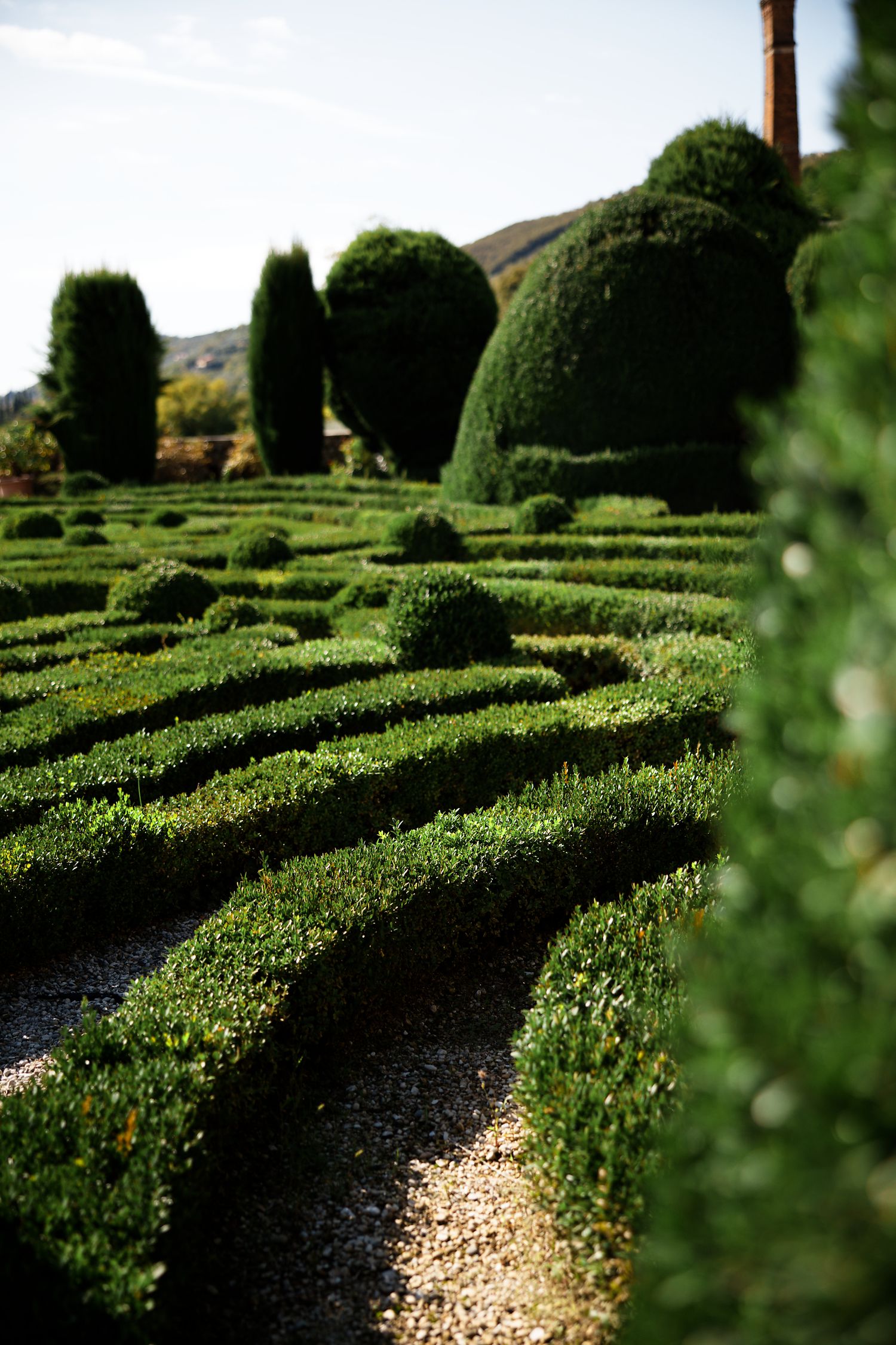 Perfectly manicured topiary maze garden with rounded shrubs and winding pathways in sunlight.