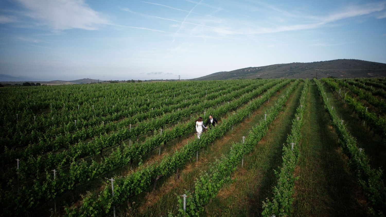 Panoramic view of vineyard rows stretching across rolling hills under blue sky.