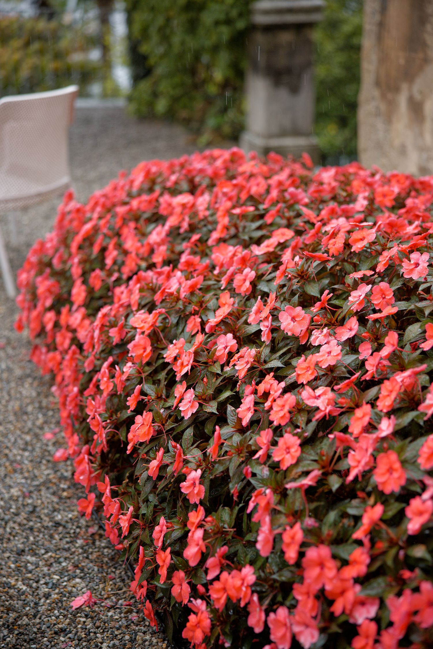 Vibrant coral-colored impatiens flowers create a lush border along a stone pathway.