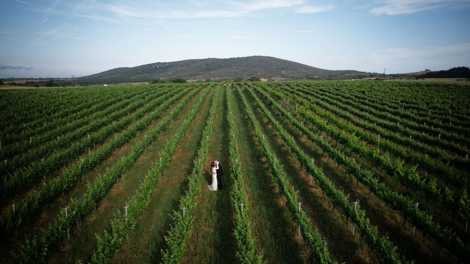 Panoramic view of neat rows of green vineyard stretching toward distant hills under blue sky.