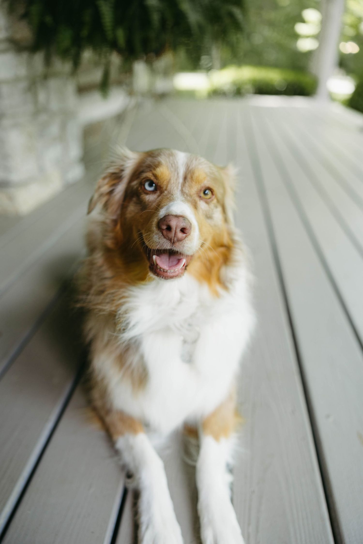 Australian shepherd dog ring bearer