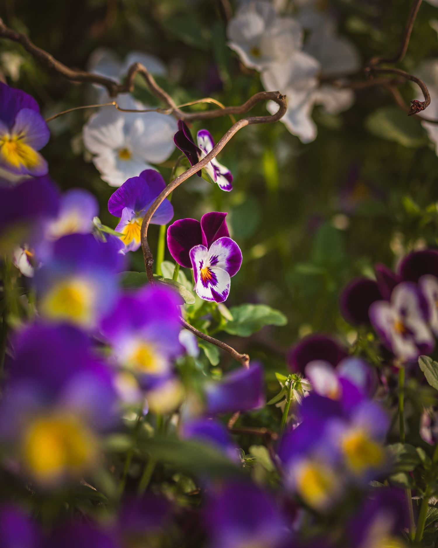 Blomsterfoto – stemorsblomster med kunstnerisk uskarphet