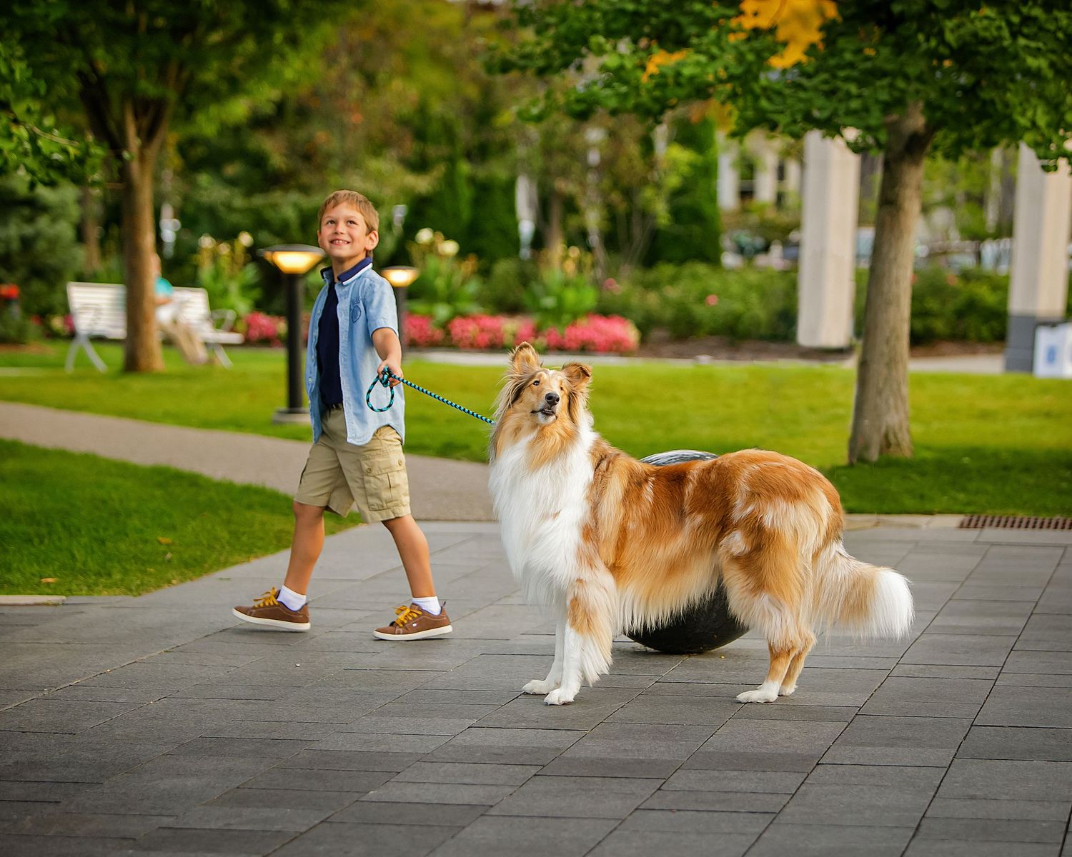 Outdoor children's photography in Rochester, MI by Jocelyn M. Photography—young boy walking a fluffy Collie dog.