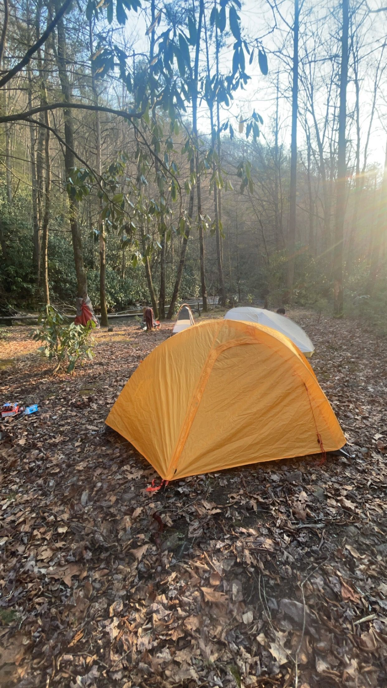 An orange camping tent sits on fallen leaves in a quiet wooded forest area as sunlight filters through the trees.
