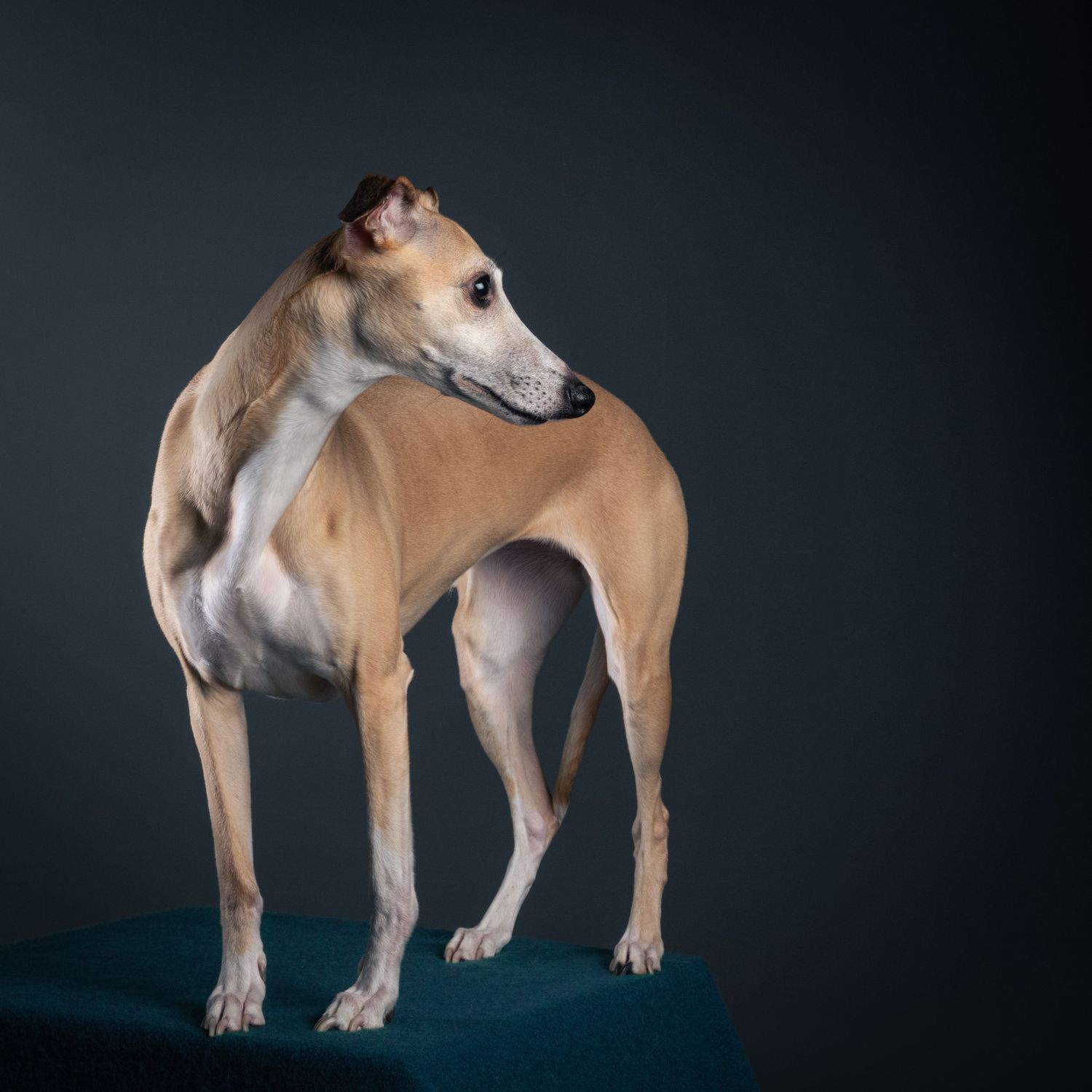 Mijn beste vriendin en allerliefste hond Finn (whippet meisje)