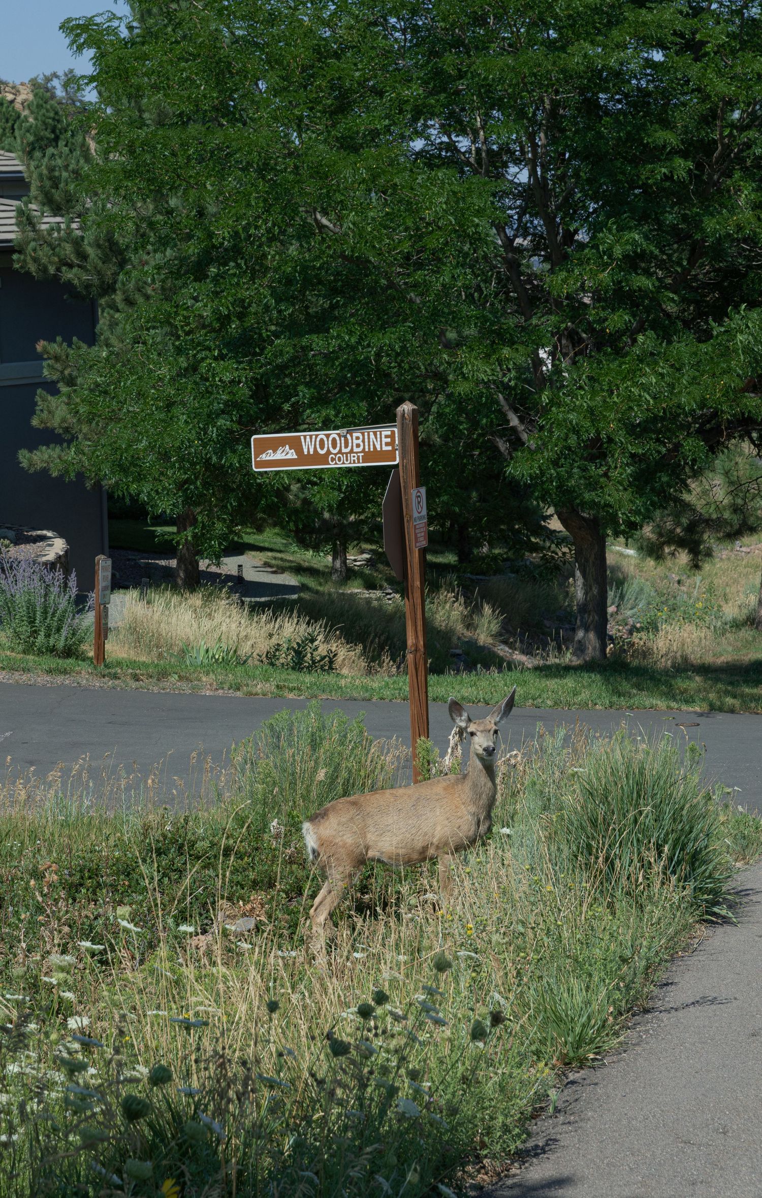 A mule deer stands in tall roadside grass beside a paved path near a Woodpine street sign, with green trees and a house in the background.